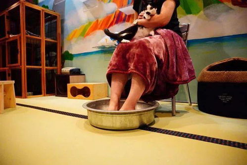 貓浴場 不只是泡貓，還有喵技師的貼心服務(wù)